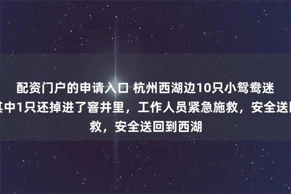 配资门户的申请入口 杭州西湖边10只小鸳鸯迷路了，其中1只还掉进了窨井里，工作人员紧急施救，安全送回到西湖